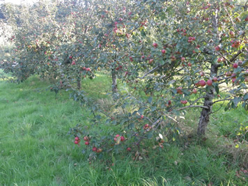 pommes &agrave; cidre