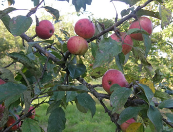 Pommes